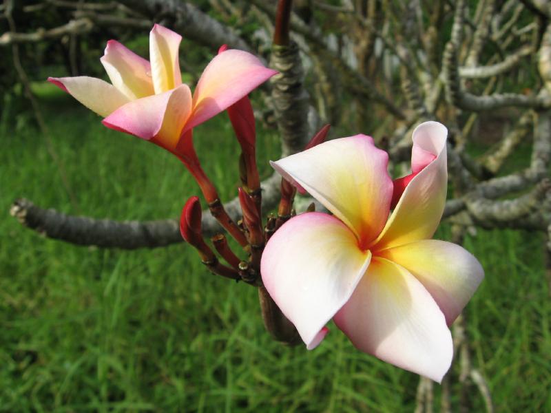 8511_Flower