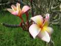 8511_Flower