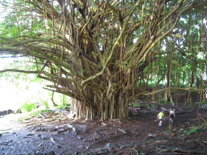 8608_Giant_tree