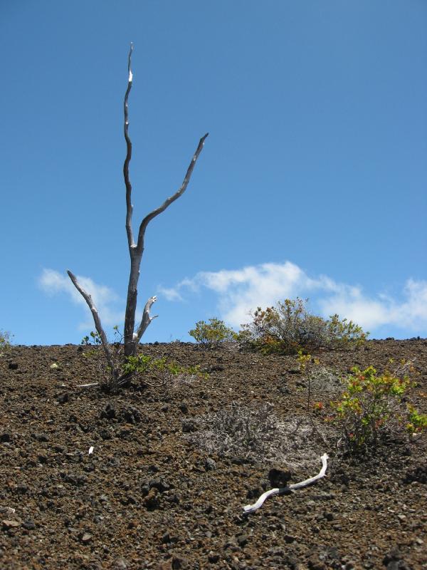 8681_Devastation_trail
