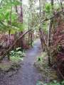 8631_Jungle