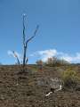 8681_Devastation_trail
