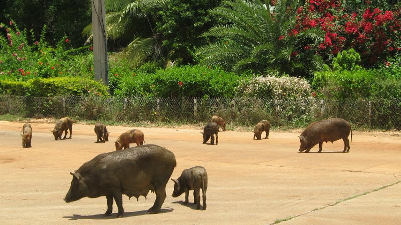 8861_Pigs