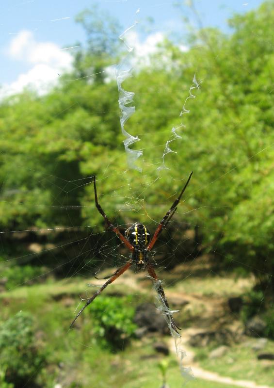 8878_Spider