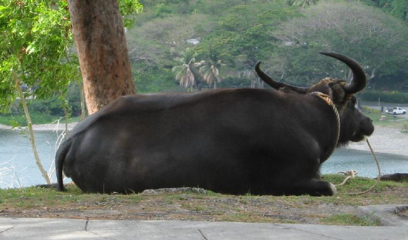 8918_Carabao