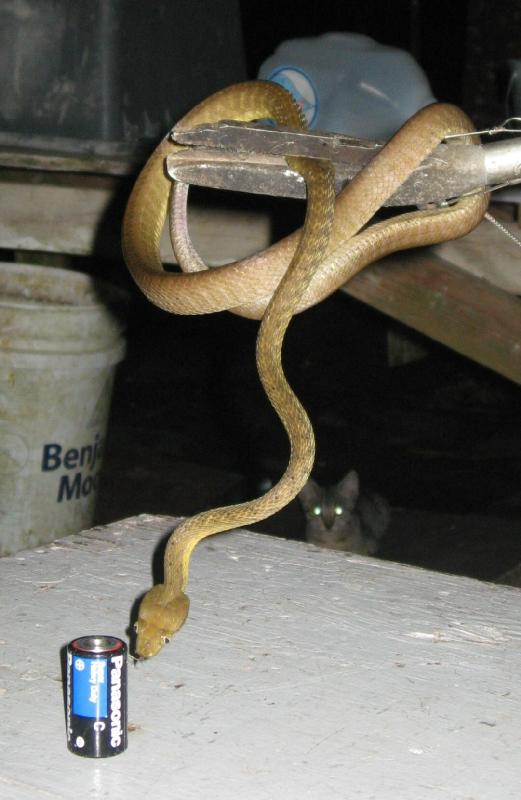 8932_Snake