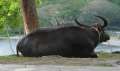 8918_Carabao