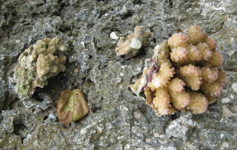 8965_Coral
