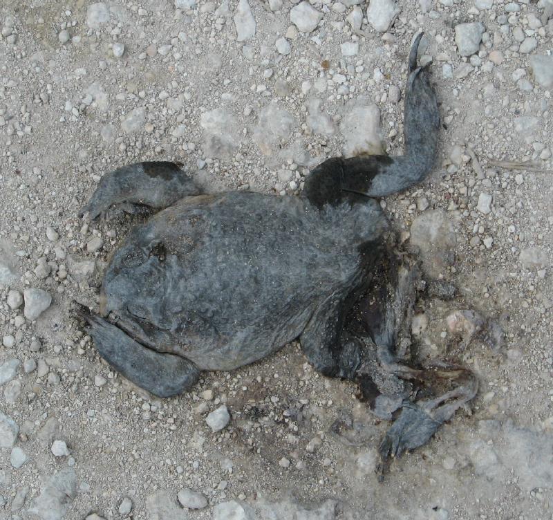 8967_Flat_frog
