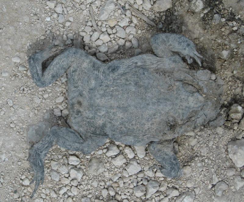 8968_Flat_frog