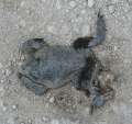 8967_Flat_frog