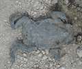 8968_Flat_frog