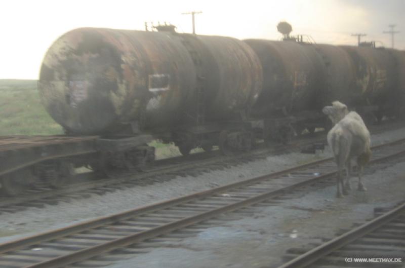 9314_Train_camel