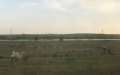 9312_Camels