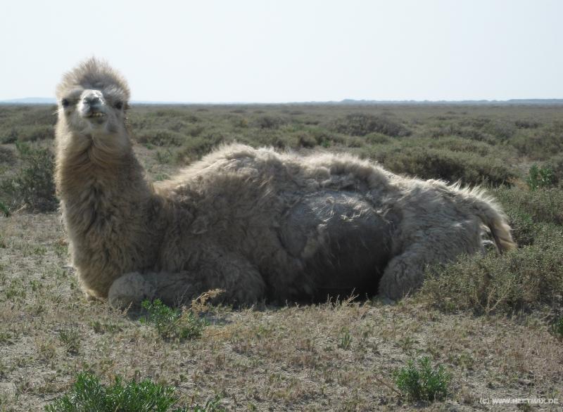 9567_Sea_Camel