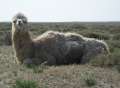 9567_Sea_Camel