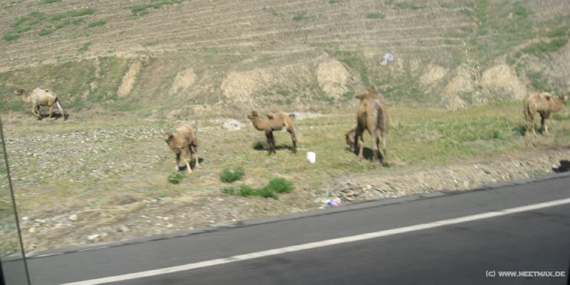 0049_Camels