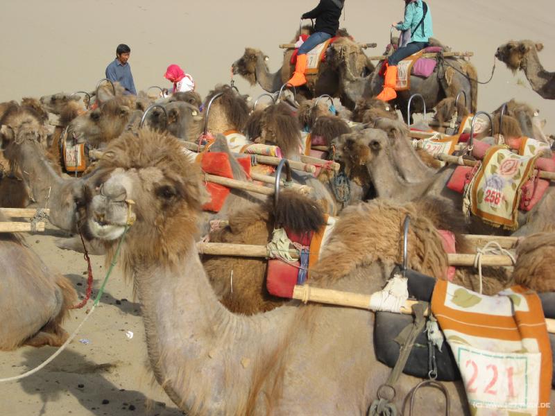 0226_Camels