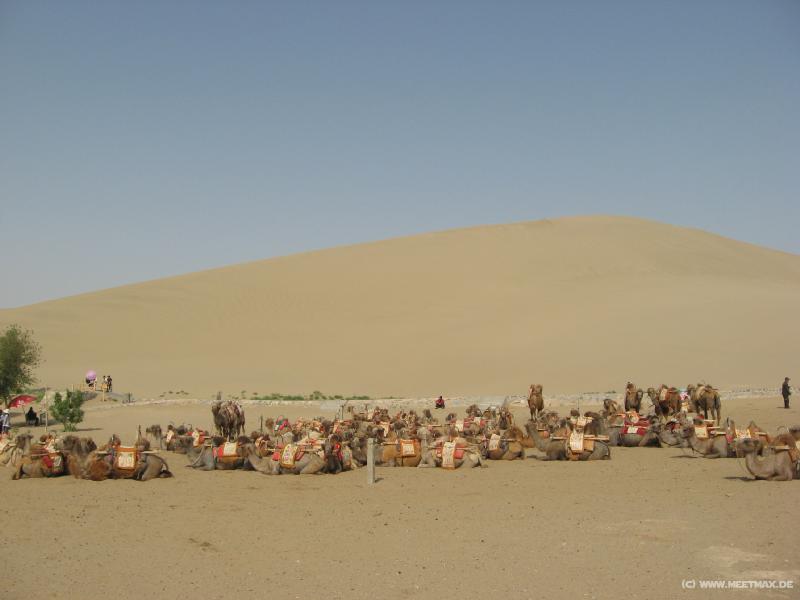 0248_Camel_parking_lot
