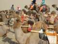 0226_Camels