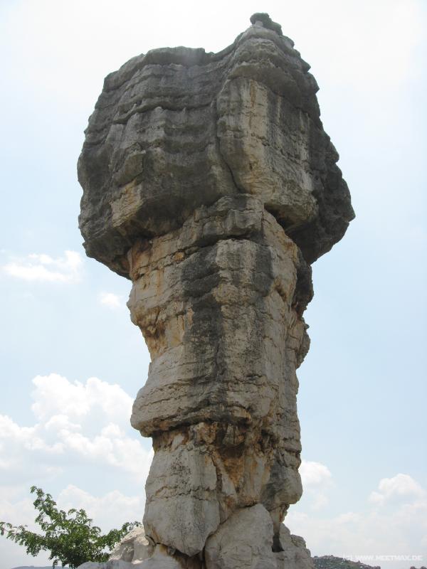 0732_Mushroom
