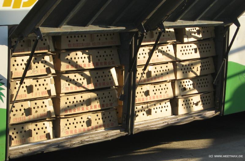 0779_Chicken_transport