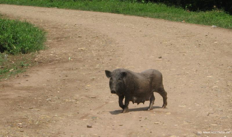 0840_Pig
