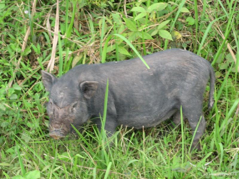 0849_Minipig