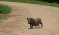 0840_Pig