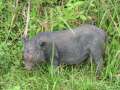0849_Minipig