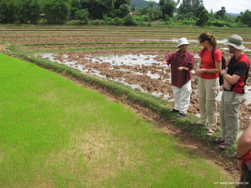 1139_Rice_field