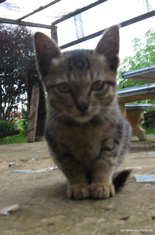 1168_Cat