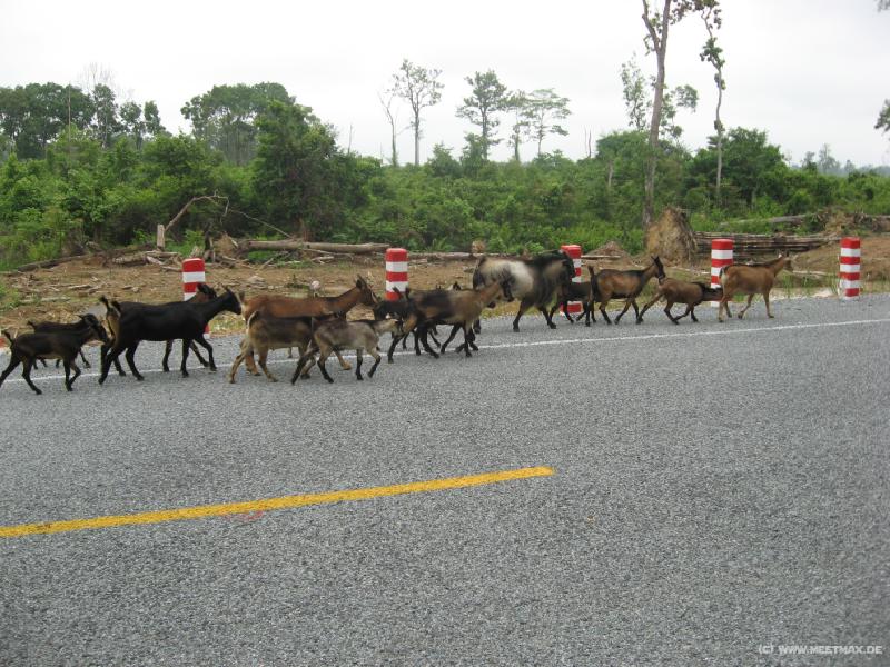 1366_Border_goats