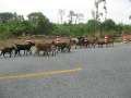 1366_Border_goats