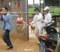 1379_The_pig
