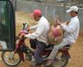 1381_Motorbike_pig