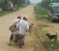 1382_Motorbike_pig