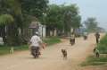 1383_Motorbike_pig