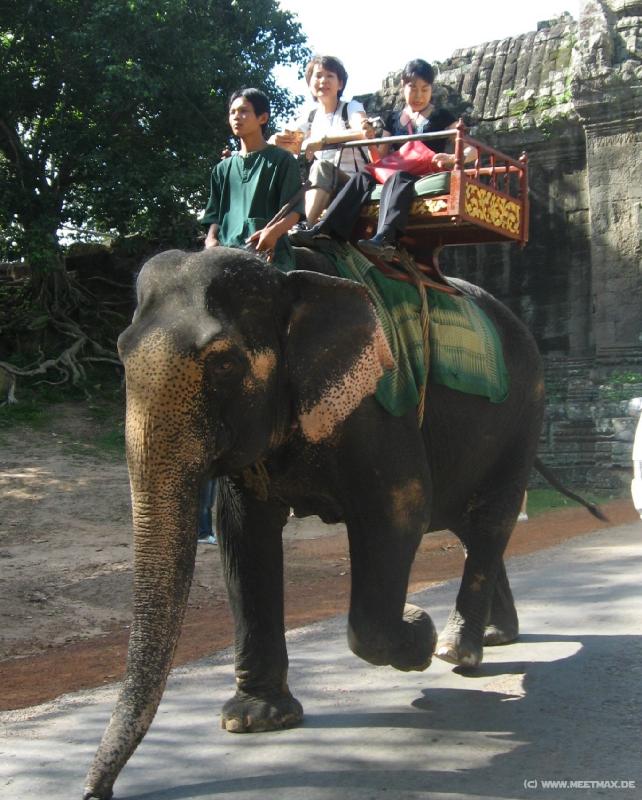 1636_Elephant
