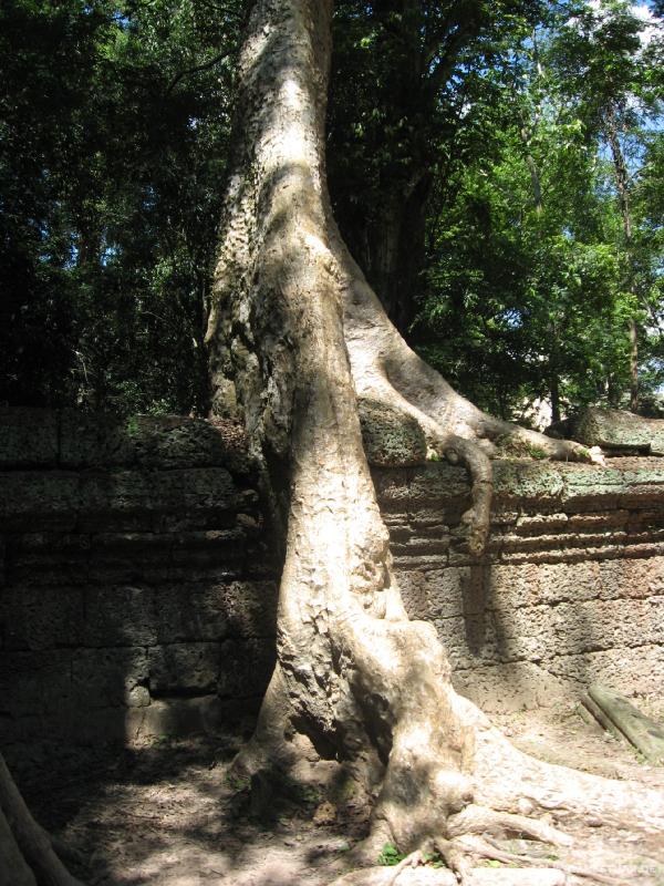 1731_Ta_Prohm