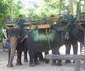 1629_Elephants