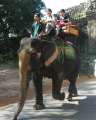 1636_Elephant