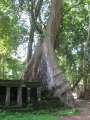 1672_Tree