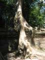 1731_Ta_Prohm