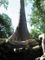 1750_Ta_Prohm