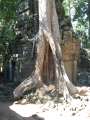 1761_Ta_Prohm