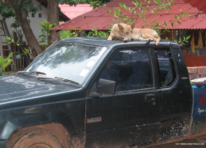 1991_Car_dog