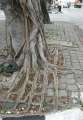 2102_Square_roots