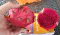 2107_Dragonfruit