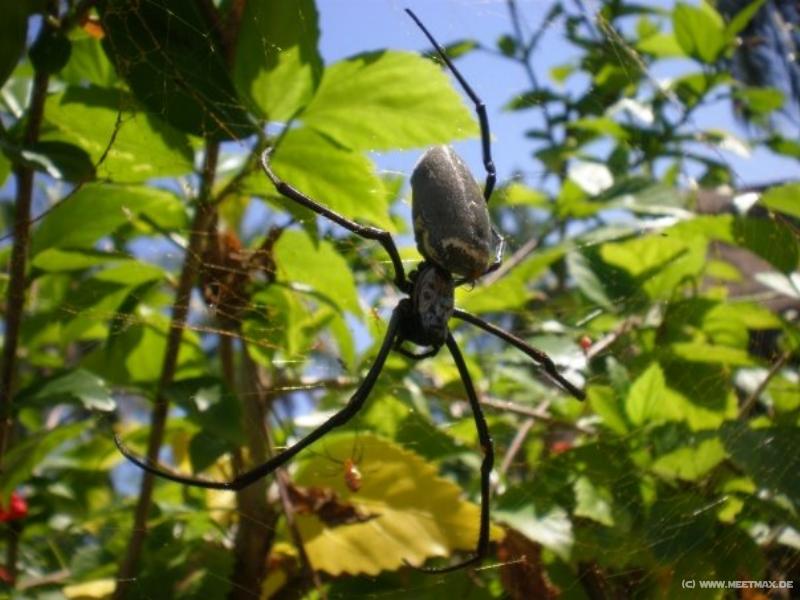 0009_Spider